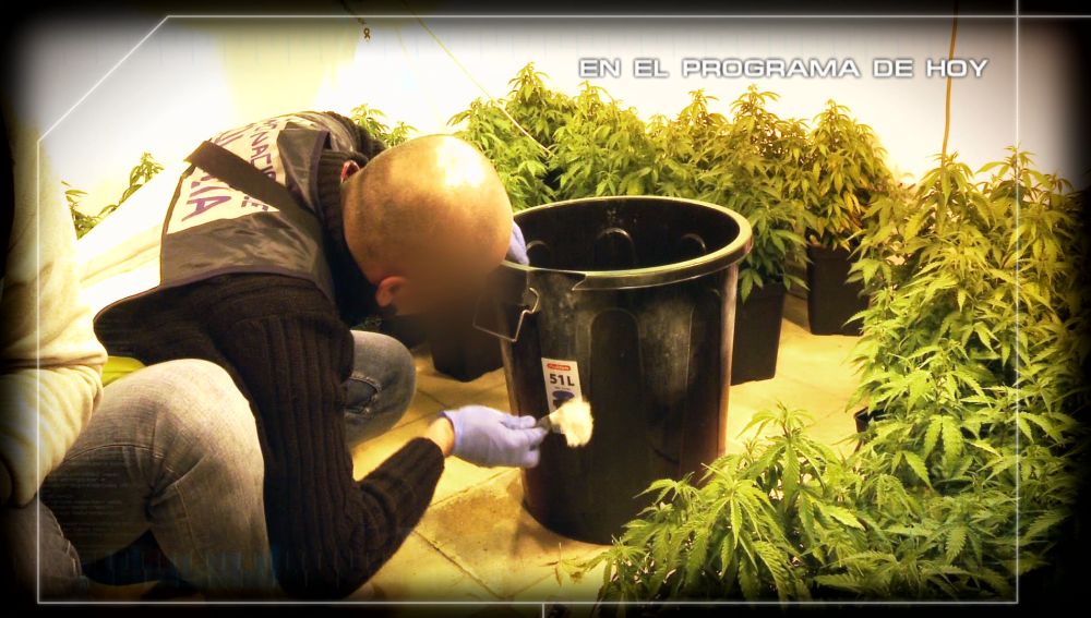 Buscando huellas en los útiles para cultivar marihuana